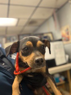 BONNIE - Terrier available for adoption