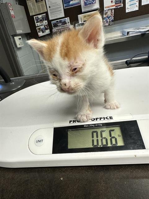 CHARLIE    FREEN - Domestic Short Hair available for adoption