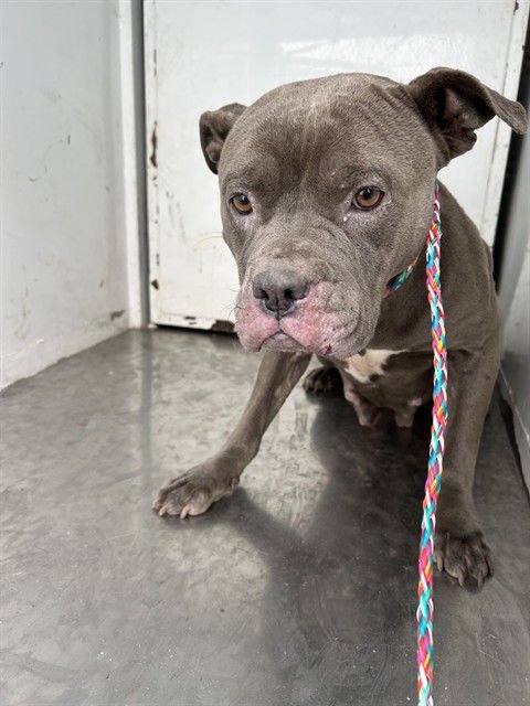 MINGA - Pit Bull Terrier for adoption in Stockton