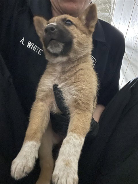 STELLA - Australian Cattle Dog/Blue Heeler available for adoption