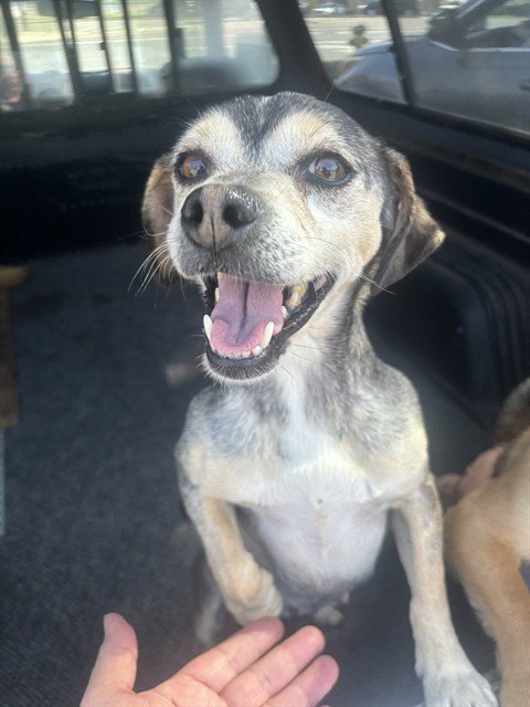 A373165 - Terrier available for adoption