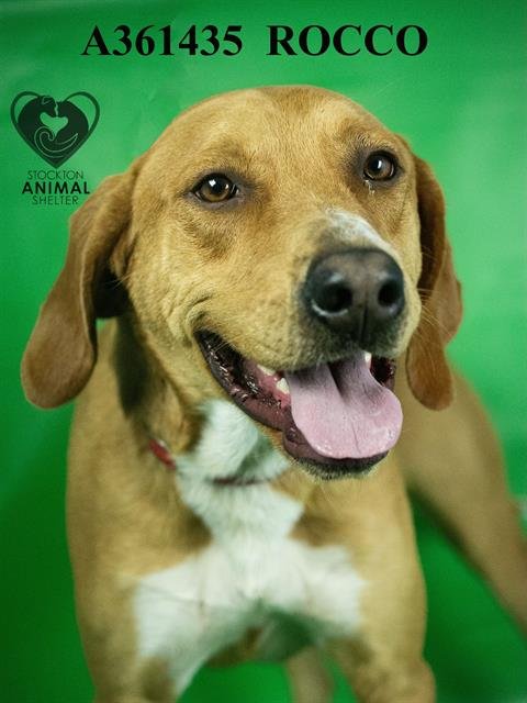 ROCCO - Bloodhound available for adoption