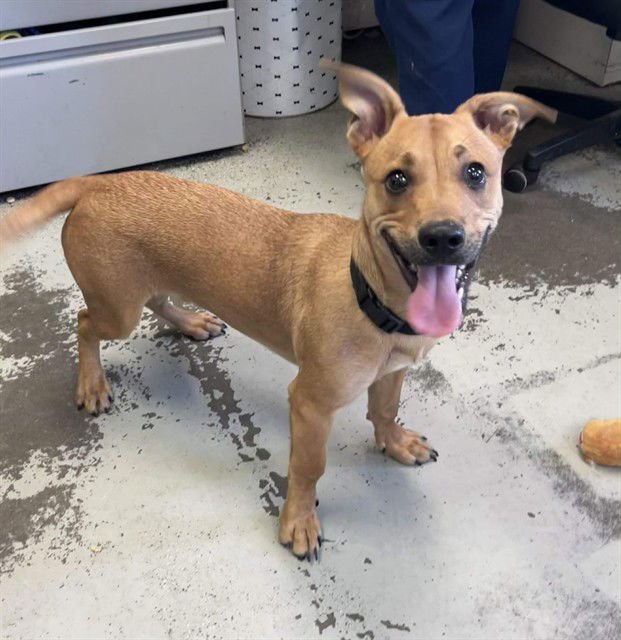 SQUIRT - Terrier available for adoption