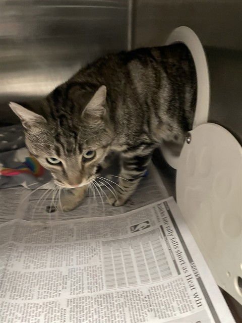 RANDY - Domestic Short Hair available for adoption