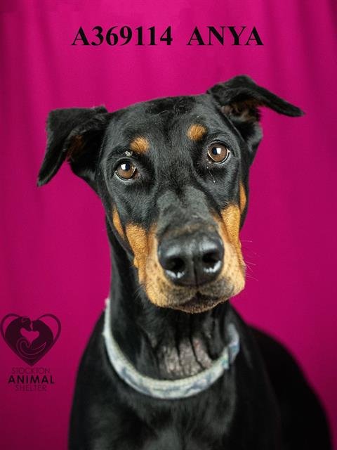 ANYA - Doberman Pinscher available for adoption