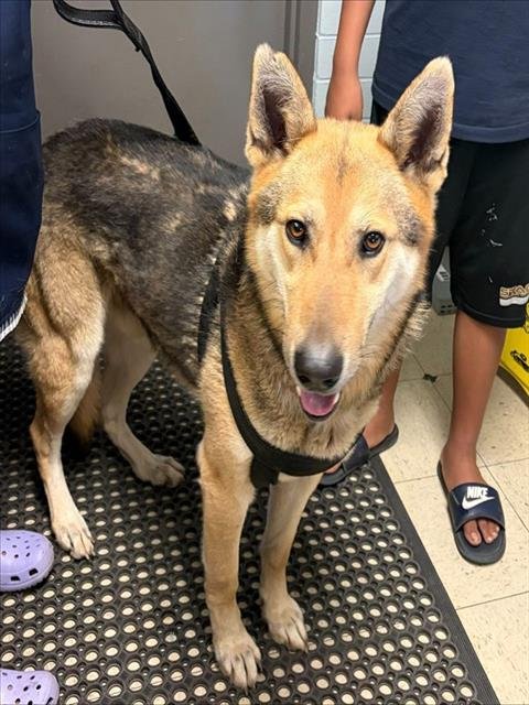 CHUCKIE - German Shepherd Dog available for adoption