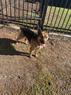 RAMONE - German Shepherd Dog available for adoption