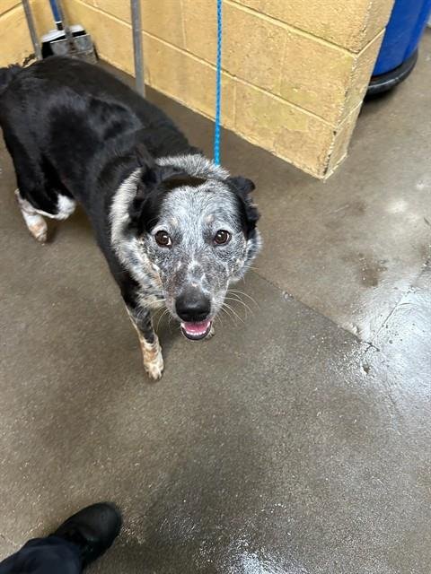 BENNY - Australian Cattle Dog/Blue Heeler / Border Collie for adoption in Stockton