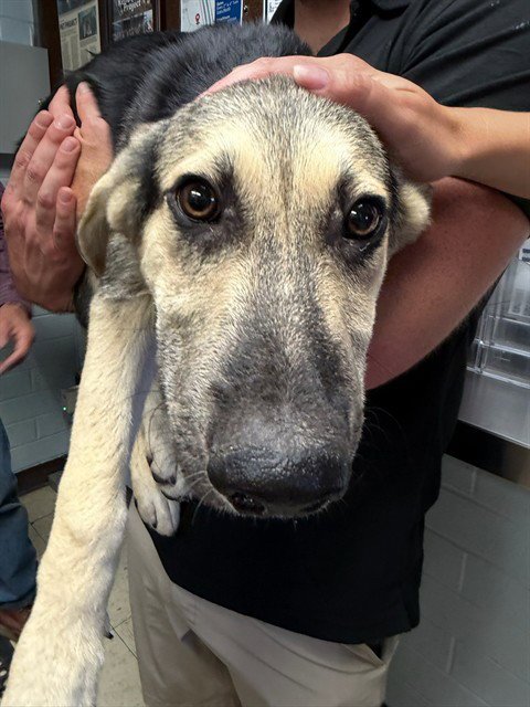 AMY WONG - German Shepherd Dog available for adoption