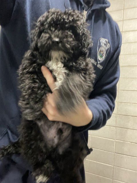 A369241 - Poodle (Miniature) / Maltese available for adoption