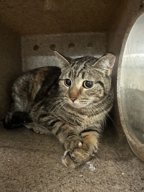 A372551 - Domestic Short Hair available for adoption