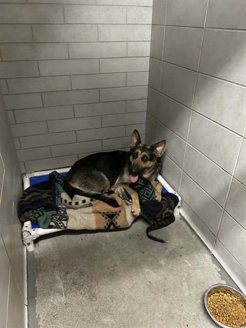 SWEET PEA - German Shepherd Dog available for adoption