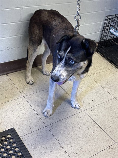 CLAIRE - Siberian Husky available for adoption
