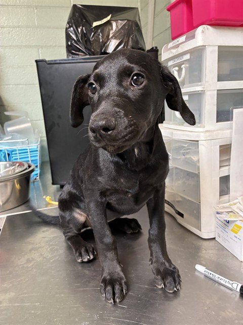 MAGIC MIRROR - Terrier available for adoption