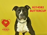 BUTTERS - Photo 1