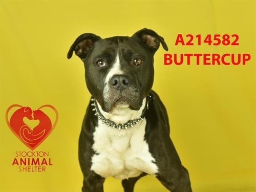 BUTTERS - Pit Bull Terrier available for adoption