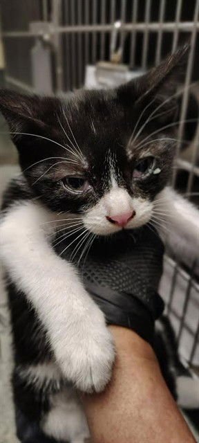 ANGIE      WHITE - Domestic Short Hair available for adoption