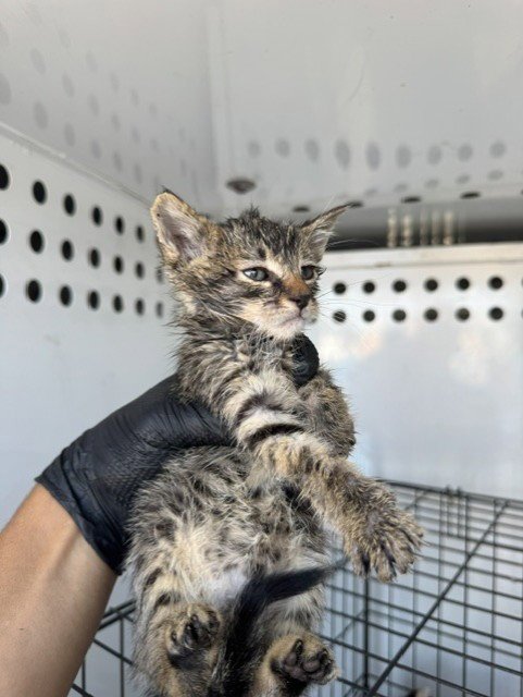 BRAD     GREEN - Domestic Short Hair available for adoption
