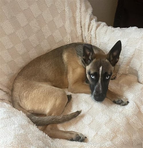 BABY - German Shepherd Dog / Siberian Husky available for adoption