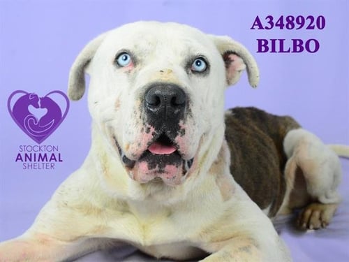 BILBO - Pit Bull Terrier available for adoption