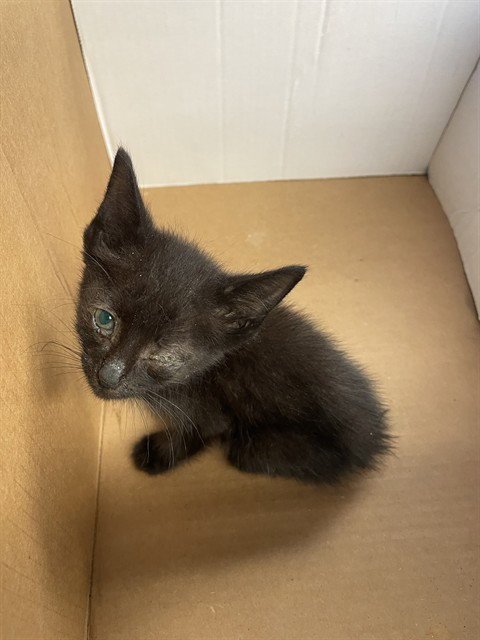 LEGO - Domestic Short Hair available for adoption