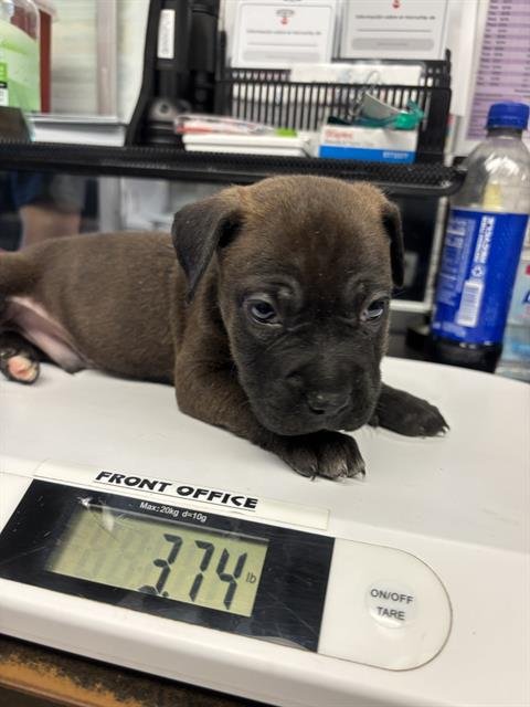 SCRAPPY - Chinese Shar-Pei available for adoption