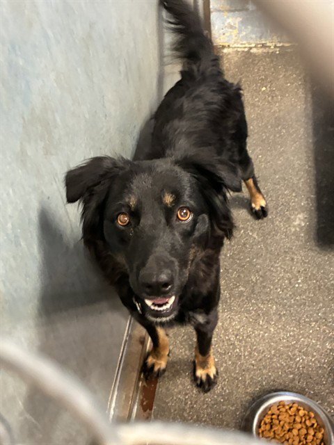 DORY - Australian Shepherd available for adoption