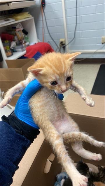 BARON - Domestic Short Hair available for adoption