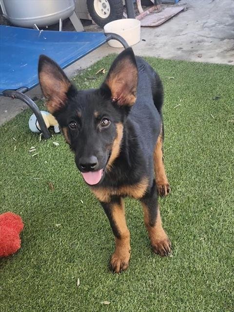 CLOVER - German Shepherd Dog available for adoption