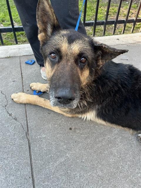 RUPERT - German Shepherd Dog available for adoption