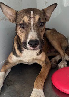 ROMAN - German Shepherd Dog available for adoption