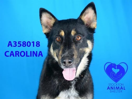 CAROLINA - German Shepherd Dog available for adoption