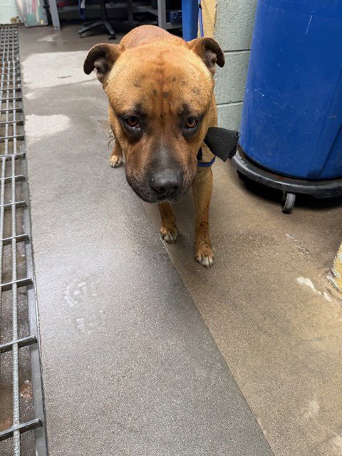 GOTTI - American Bulldog / Pit Bull Terrier available for adoption