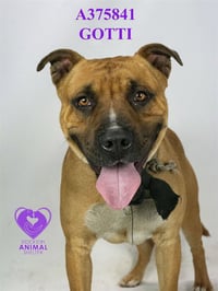 GOTTI - Photo 1