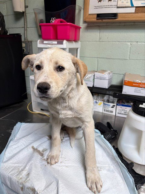 MS. FRIZZLE - Border Collie available for adoption