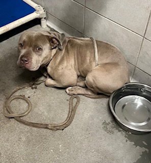 JETHRO - Pit Bull Terrier available for adoption