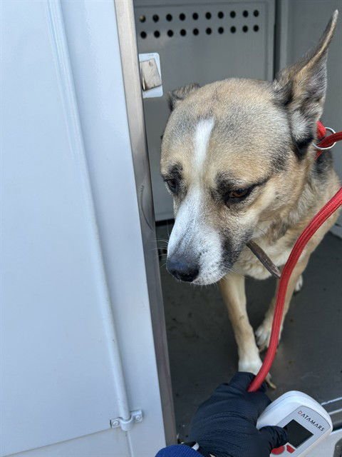 CLARY - Anatolian Shepherd / Australian Cattle Dog/Blue Heeler available for adoption