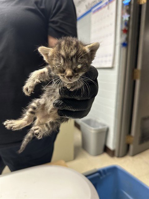 A377173 - Domestic Short Hair available for adoption