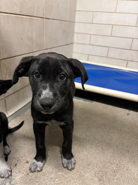 DONNA - German Shepherd Dog available for adoption