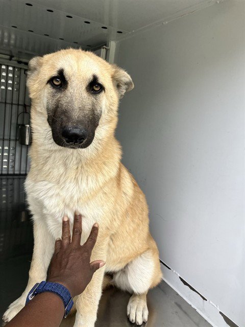 CHICKIE - German Shepherd Dog available for adoption