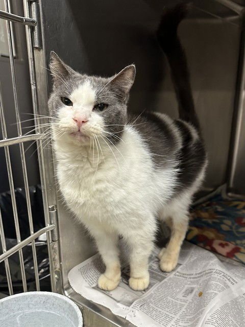 BUFFALO BETTY - Domestic Short Hair available for adoption