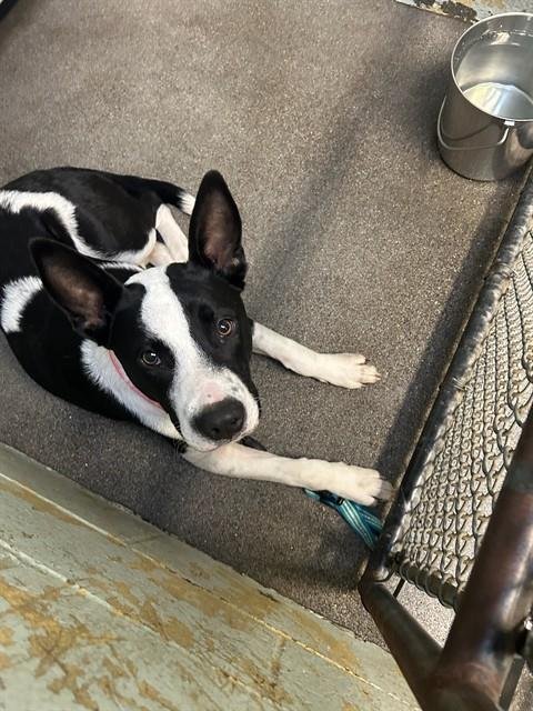 RAFEAL - Pit Bull Terrier available for adoption