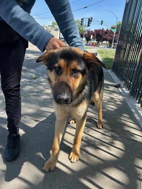 A358953 - German Shepherd Dog available for adoption