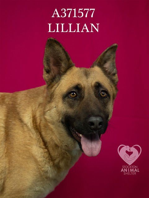 LILLIAN - German Shepherd Dog for adoption in Stockton