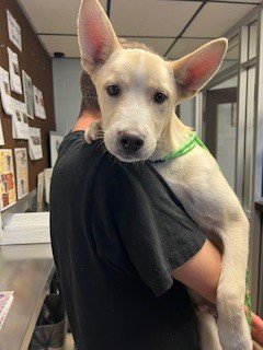 A363559 - Siberian Husky available for adoption