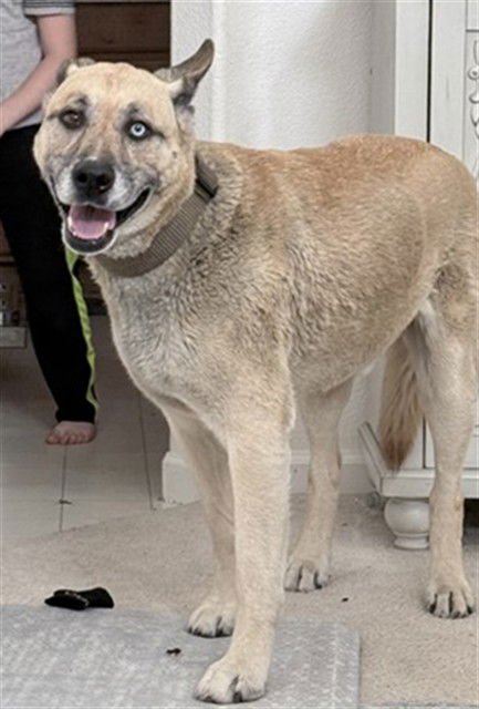 A370336 - Siberian Husky available for adoption