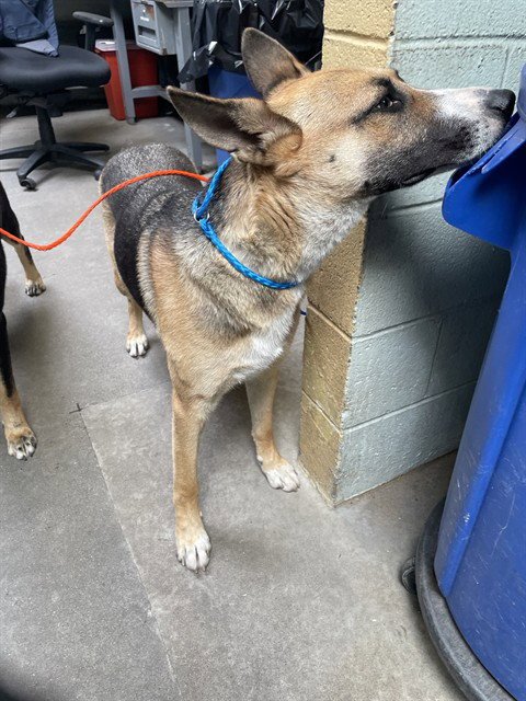 XENA - German Shepherd Dog available for adoption