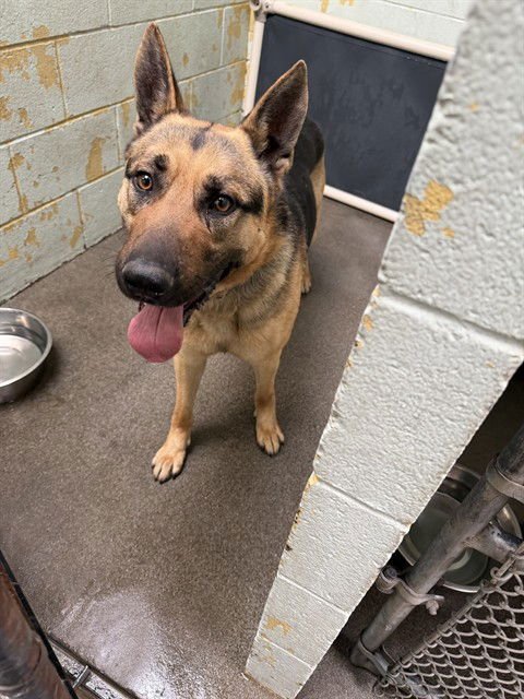 KING ARTHUR - German Shepherd Dog for adoption in Stockton