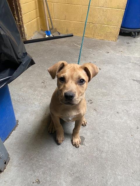 OSO - Labrador Retriever available for adoption