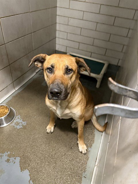 NA-NA - Labrador Retriever available for adoption